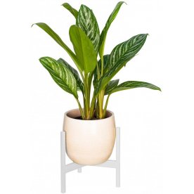 Цветочница Trinity 25