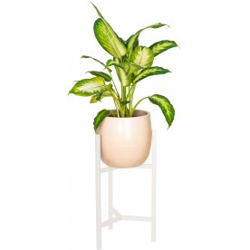 Цветочница Агния 20