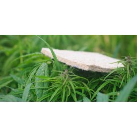 Матрас Amnesia XL