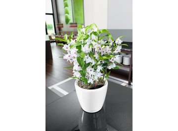 Кашпо Lechuza 16103 CLASSICO LS 50