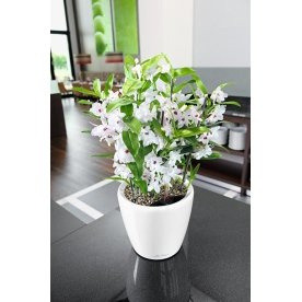 Кашпо Lechuza 16109 CLASSICO LS 50