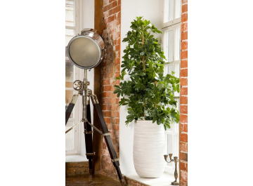 Кашпо Роу Высокое D26.5 H45 ROWEV26-AW