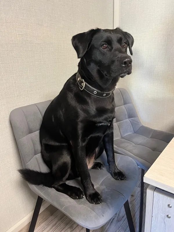 Комплект стульев Стронг 4 шт темно-серый / черный фото покупателя 107