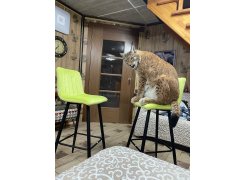 Барный стул Derry G108-72 тоффи фото покупателя 2