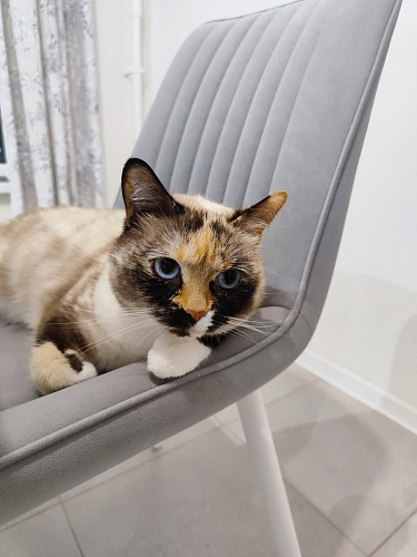 Стул на металлокаркасе Седа 360 К латте (velutto 08) / белый фото покупателя 128