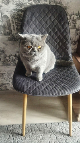 Стул на металлокаркасе Capri голубой фото покупателя 12