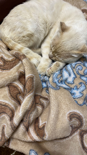 Компьютерное кресло Zero бежевый 7 фото покупателя 281