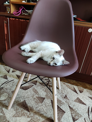 Стул Cindy Eames mod. 001 khaki / natural фото покупателя 423