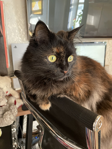 Компьютерное кресло Reus сетка белый / хром фото покупателя 4