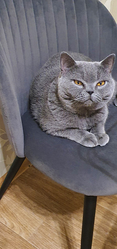 Стул на металлокаркасе Gabi latte / gold / black фото покупателя 878