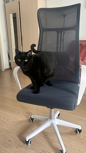 Компьютерное кресло Tilda dark gray / white фото покупателя 8