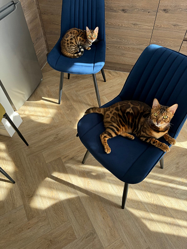 Комплект стульев Седа К 4 шт латте / черный фото покупателя 55