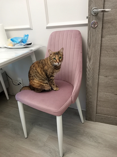 Стул на металлокаркасе Kora white / gray фото покупателя 406