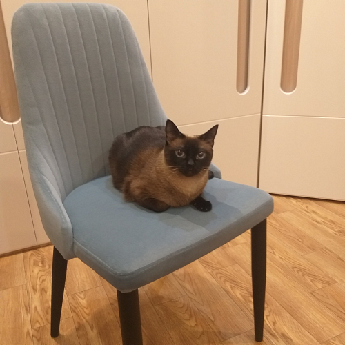 Стул на металлокаркасе Kora gray / black фото покупателя 165