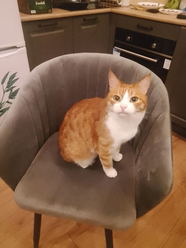 Кресло Корсо крутящееся фиолетовое Velutto 25 / черное фото покупателя 6