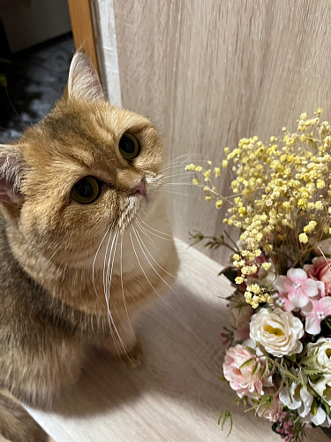 Готовая прихожая Пети дуб сонома / белый фото покупателя 81