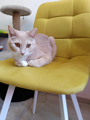 Стул на металлокаркасе Чилли бирюзовый / черный фото покупателя 1218