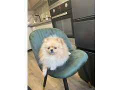 Стул Gabi темно-зеленый фото покупателя 3