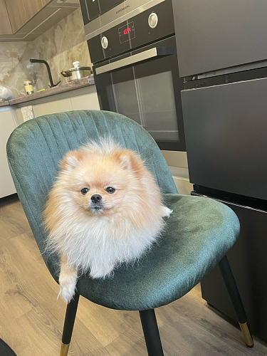 Стул на металлокаркасе Gabi 1 light purple / black / gold фото покупателя 3