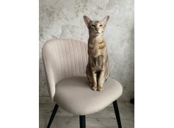 Стул на металлокаркасе Gabi gray / black фото покупателя 289