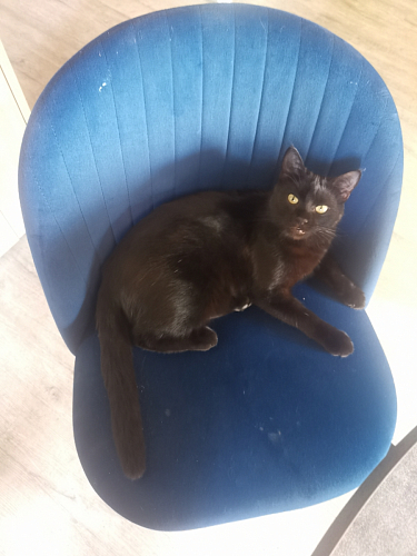 Стул на металлокаркасе Gabi dark beige / black / silver фото покупателя 440