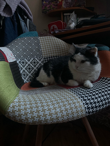 Деревянный стул Multicolor 01 фото покупателя 28