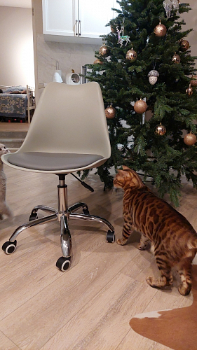 Компьютерное кресло Kolin с подушкой clear / white фото покупателя 447