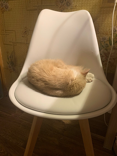 Деревянный стул Bonuss черный фото покупателя 10