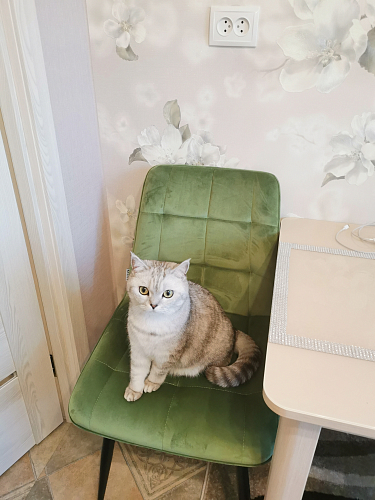 Стул на металлокаркасе Chic-Q черный / синий фото покупателя 2