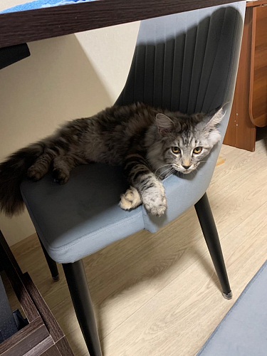 Стул на металлокаркасе Kora black / gray фото покупателя 9