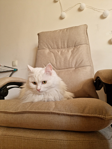 Компьютерное кресло Rapid голубое фото покупателя 228