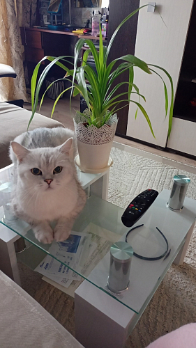 Журнальный столик CT1-052 wenge фото покупателя 8