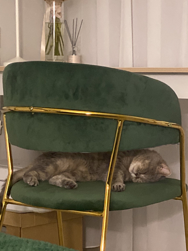 Стул на металлокаркасе Kamelia голубой / голубой / золотой фото покупателя 67