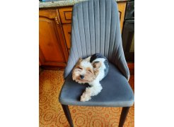 Стул на металлокаркасе Kora green / black фото покупателя 179