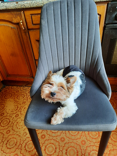 Стул на металлокаркасе Kora green / black фото покупателя 179