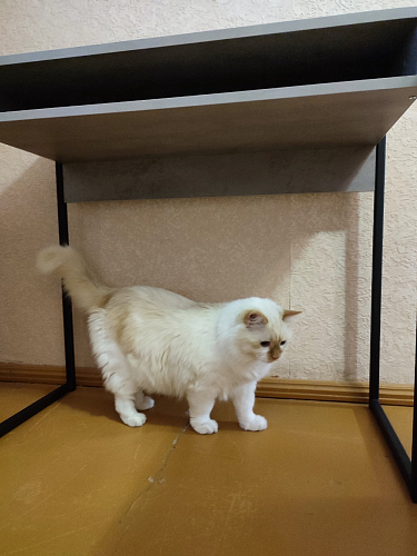 Письменный стол Лео Лофт черный матовый / дуб делано темный фото покупателя 53