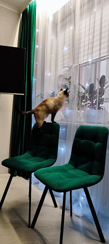 Комплект стульев Чилли 2 шт бежевый / черный фото покупателя 412