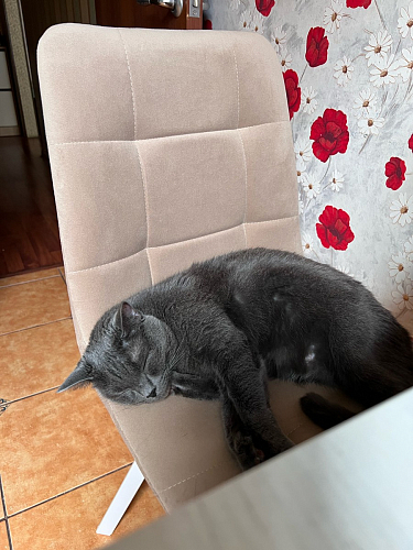 Стул Чилли 2 темно-серый  / черный фото покупателя 1096