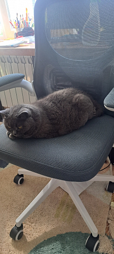 Компьютерное кресло Konfi gray / blue / white фото покупателя 170