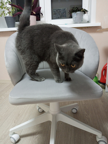 Компьютерное кресло Пард confetti silver серый / черный фото покупателя 220