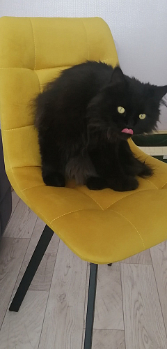 Стул на металлокаркасе Чилли К черный / зеленый фото покупателя 688