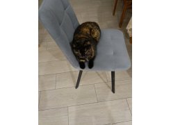 Стул на металлокаркасе Чилли светло-серый / черный фото покупателя 526