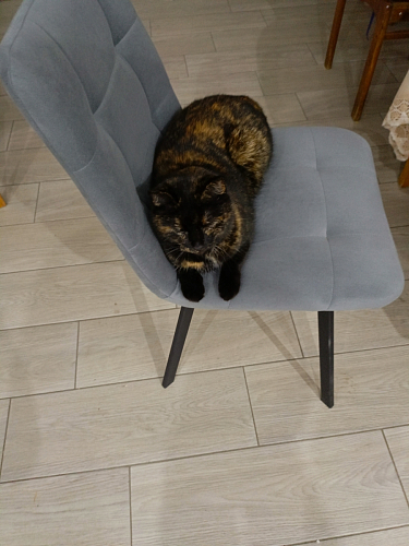 Стул на металлокаркасе Чилли К черный / зеленый фото покупателя 526