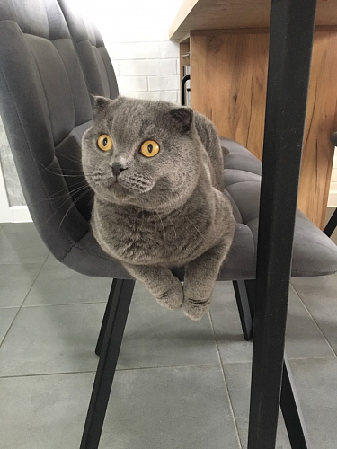 Стул Чилли 2 темно-серый  / черный фото покупателя 997