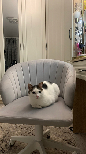 Компьютерное кресло Пард графитовый фото покупателя 183