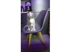 Деревянный стул Bonuss light gray / wood фото покупателя 12