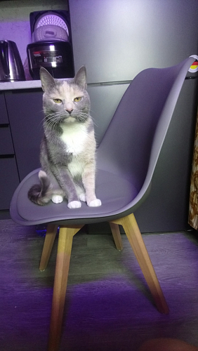 Стул Bonuss велюр coral фото покупателя 12