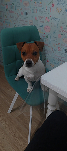 Стул на металлокаркасе Чилли горчичный / черный фото покупателя 54