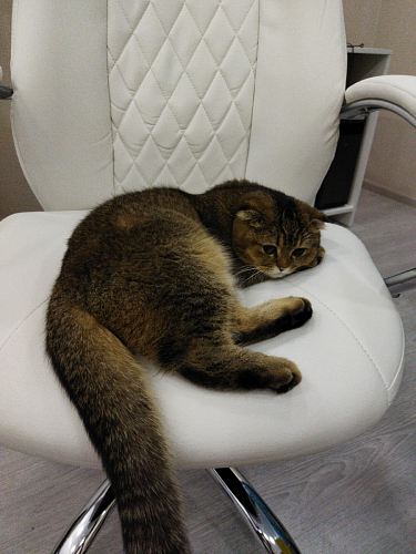 Компьютерное кресло Aragon dark grey фото покупателя 87