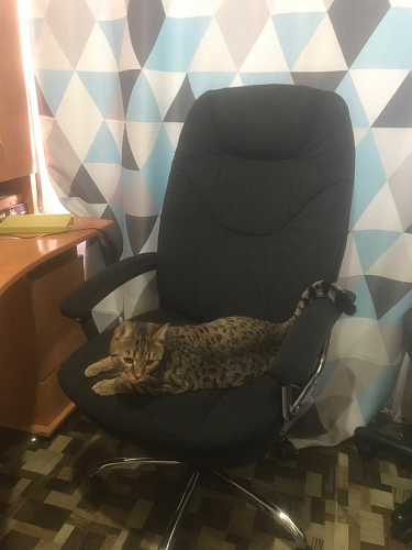 Компьютерное кресло Softy Lux розовое фото покупателя 15